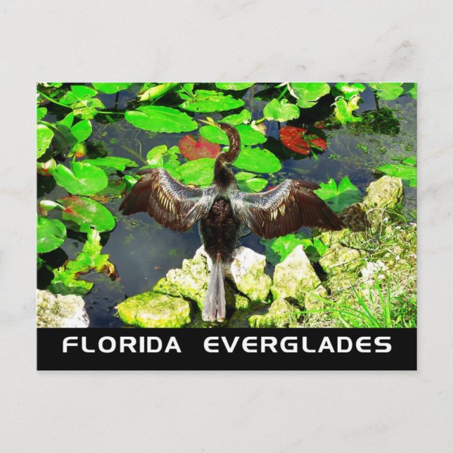 Cartão Postal Anhinga, Parque Nacional Everglades, FL (Frente)