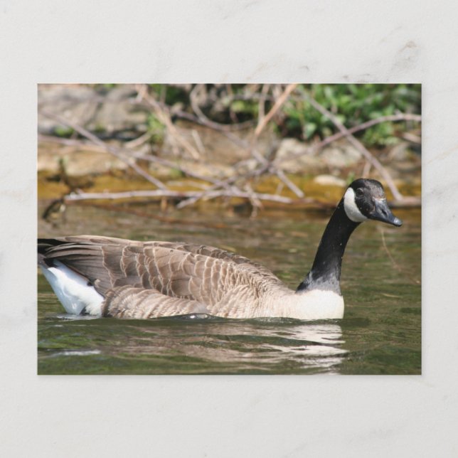 Cartão Postal Animais (Frente)