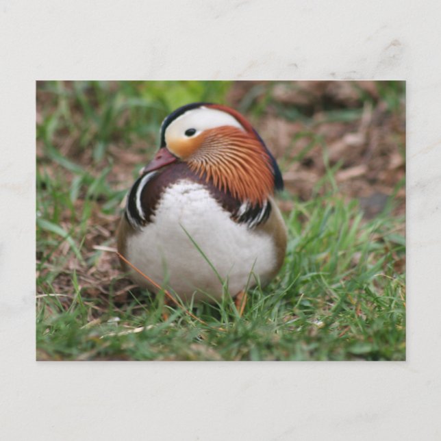 Cartão Postal Animais (Frente)