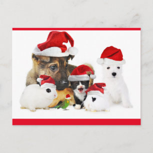 Cartão Postal Animais