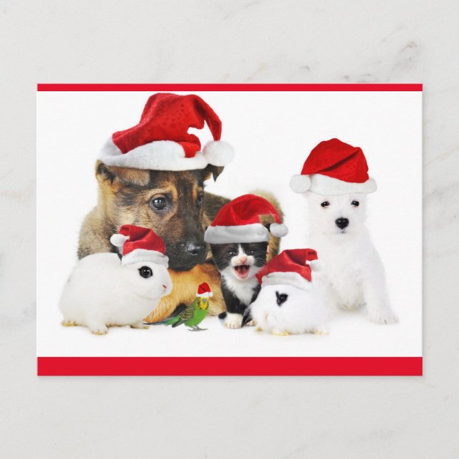 Cartão Postal Animais (Frente)