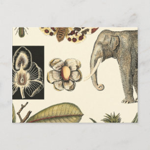 Cartão Postal Animais Agrupados Pintados em Fundo de Nata