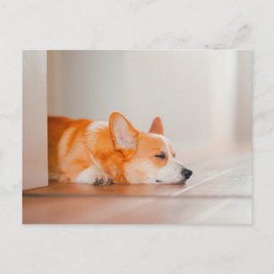 Cartão Postal Animais Bebês Mais Fofos Corgi Dormindo