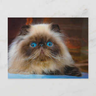 Cartão Postal Animais Bebês Mais Fofos Gato Himalaio