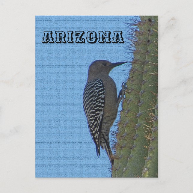 Cartão Postal Animais da Arizona Gila Woodpecker em Cactus Alto (Frente)