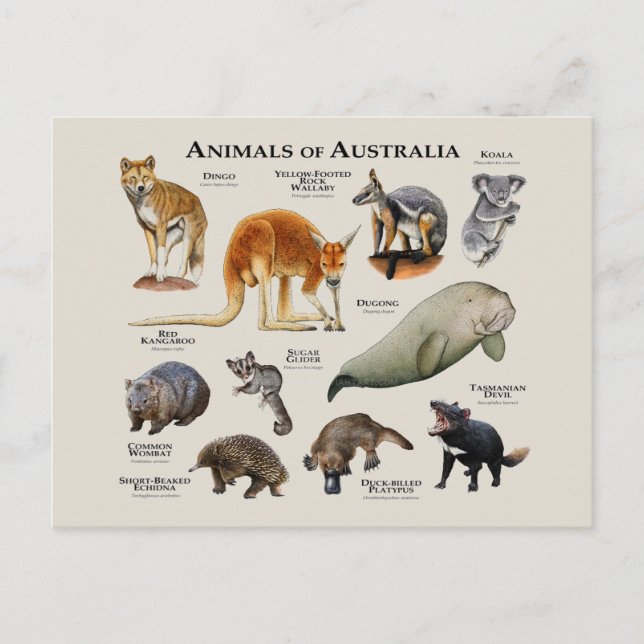 Cartão Postal Animais da Austrália (Frente)