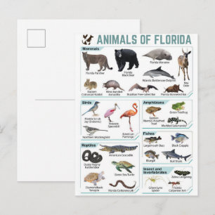 Cartão Postal Animais da Flórida, vida selvagem da Flórida EUA