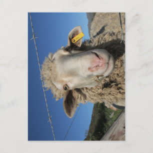 Cartão Postal Animais de Cabeça de Ovelha de Merino Bonito