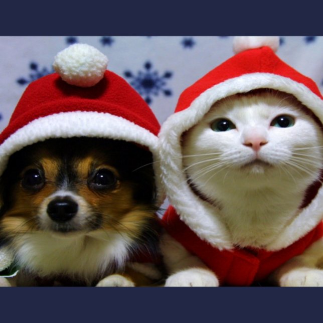 Cartão Postal Animais de Corte (Criador carregado)