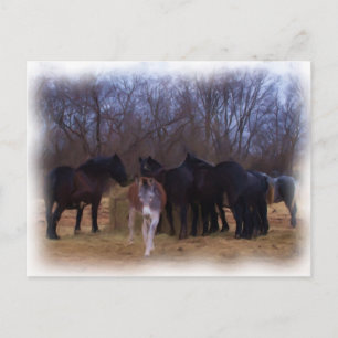 Cartão Postal animais de criação