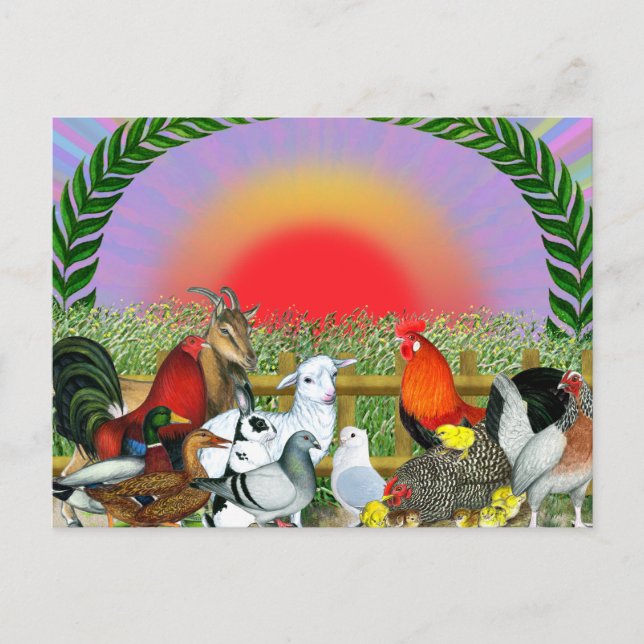 Cartão Postal Animais de exploração (Frente)