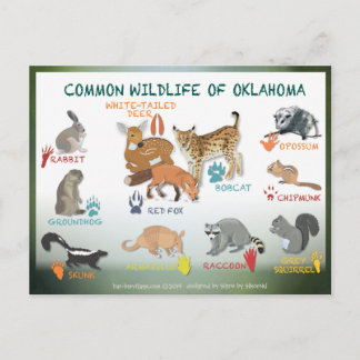 Cartão Postal animais de Oklahoma postais 19