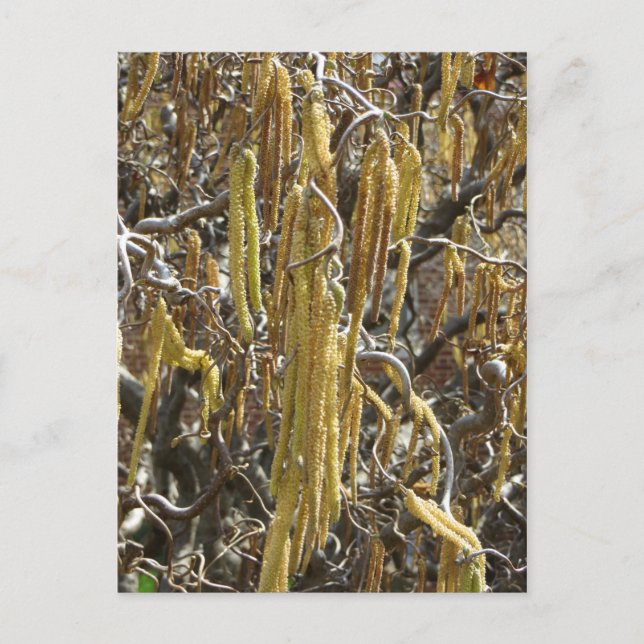 Cartão Postal Animais de semente (Frente)