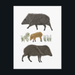 Cartão Postal Animais do Deserto do Retrato da Família Javelina<br><div class="desc">Envie uma mensagem a um amigo ou membro da família com esses bonitinhos de onda. Você pode personalizá-lo e adicionar texto também. Procure em meu compro muito mais itens correspondentes e outros designs!</div>