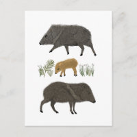 Animais do Deserto do Retrato da Família Javelina
