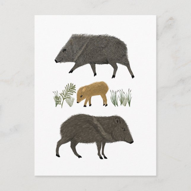 Cartão Postal Animais do Deserto do Retrato da Família Javelina (Frente)