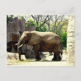 Cartão Postal Animais do Zoológico
