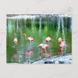 Cartão Postal Animais do Zoológico