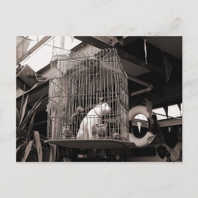 Cartão Postal Animais Enjaulados (Frente)