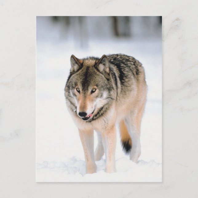 Cartão Postal Animais Fora Da Neve (Frente)