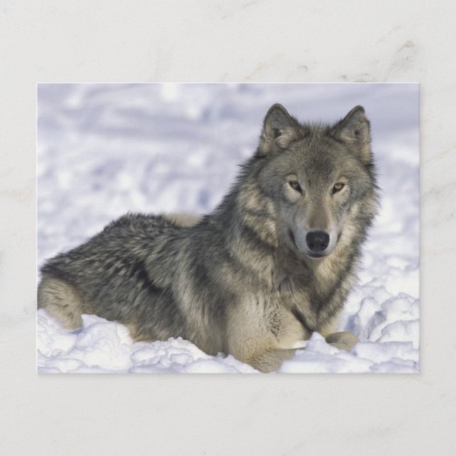 Cartão Postal Animais Na Neve (Frente)