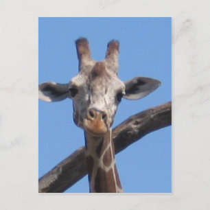 Cartão Postal Animais naturais rochas