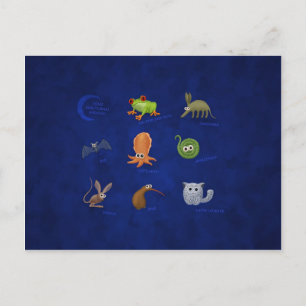 Cartão Postal Animais Noturnos