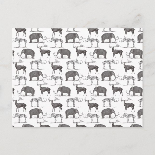 Cartão Postal Animais Pré-históricos - Wooly Mammoth e Megaceros (Frente)