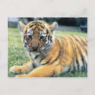 Cartão Postal Animais selvagens