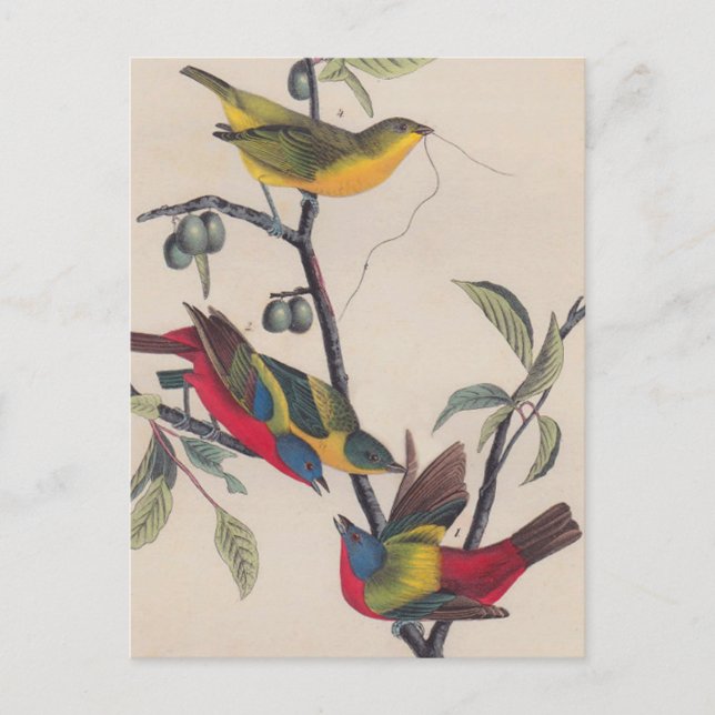 Cartão Postal Animais Selvagens de Aves Pintadas com Audubon (Frente)