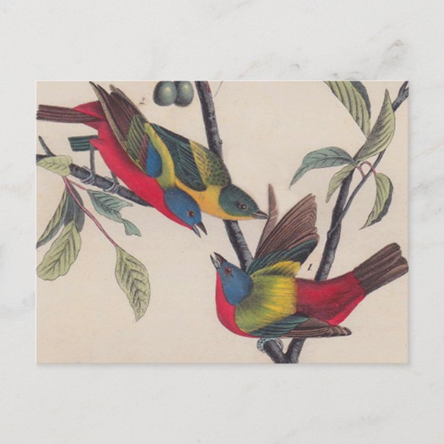 Cartão Postal Animais Selvagens de Aves Pintadas com Audubon (Frente)