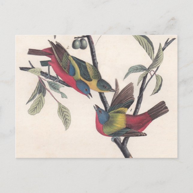 Cartão Postal Animais Selvagens de Aves Pintadas com Audubon (Frente)