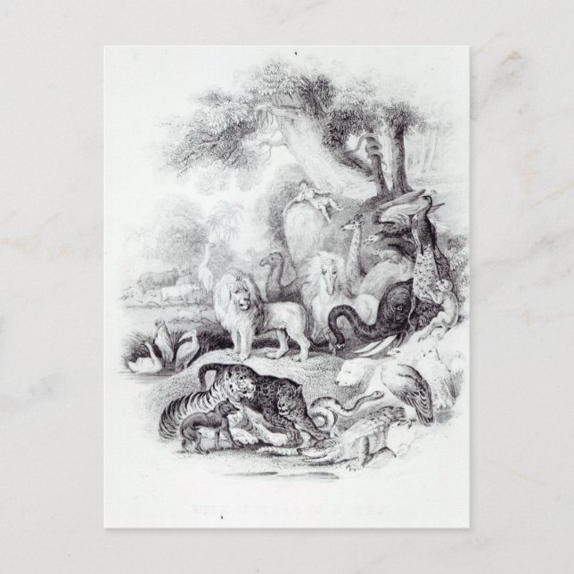 Cartão Postal Animais Selvagens de "Uma História da Terra (Frente)