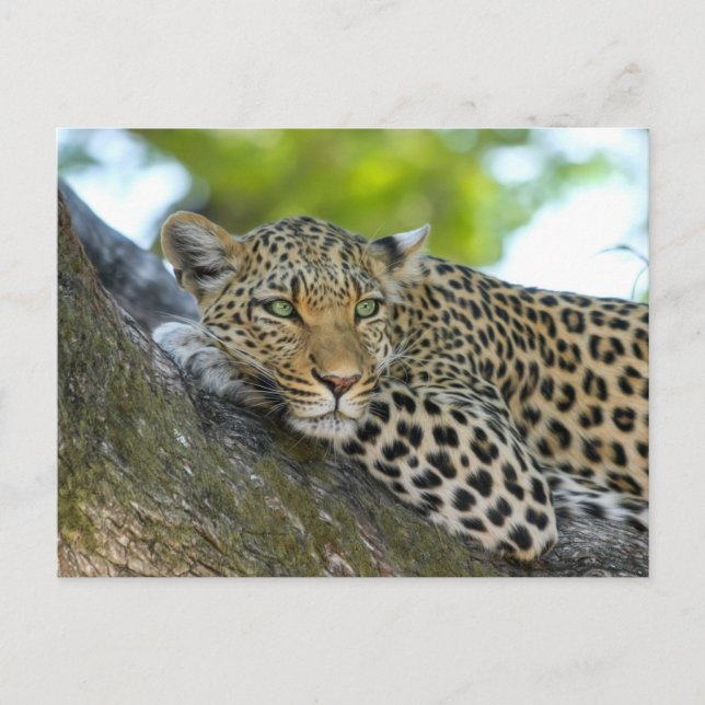 Cartão Postal Animais Selvagens Leopard (Frente)