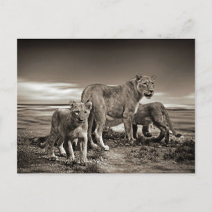 CARTÃO POSTAL ANIMAIS SELVAGENS LÍONS CUBOS BELEZA NATUREZA DE 