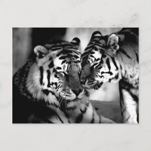 Cartão Postal Animais selvagens, tigre surpreendente