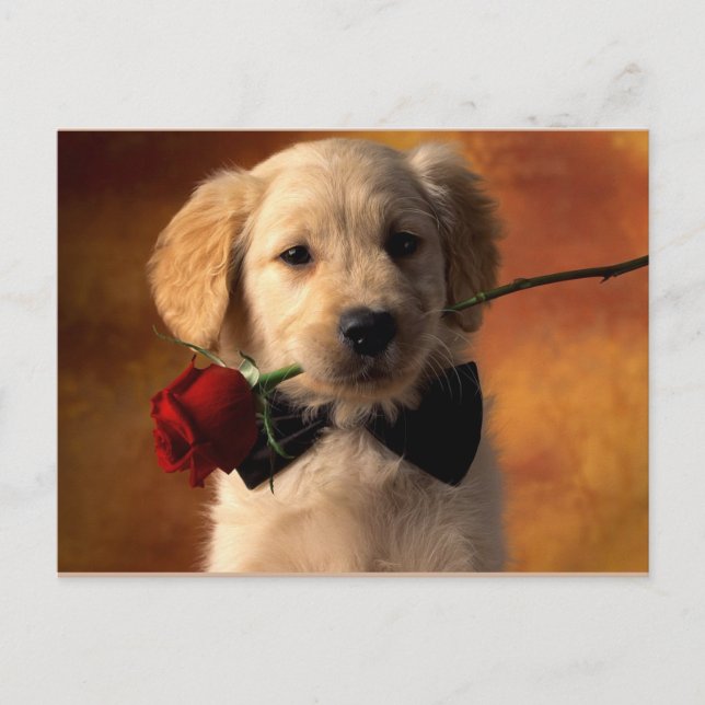 Cartão Postal Animal (Frente)