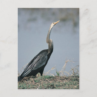 Cartão Postal Animal-Anhinga