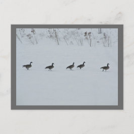Cartão Postal Animal Bird Canada Geese 1