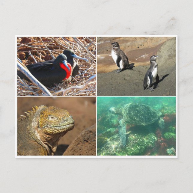 Cartão Postal animal das galápagos quatro (Frente)