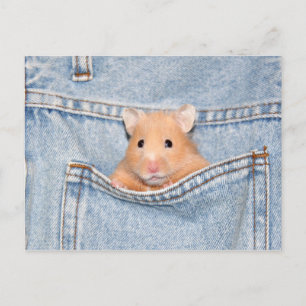 Cartão Postal animal de bolso