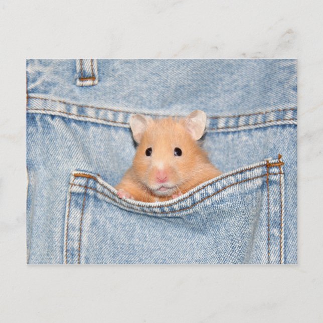 Cartão Postal animal de bolso (Frente)