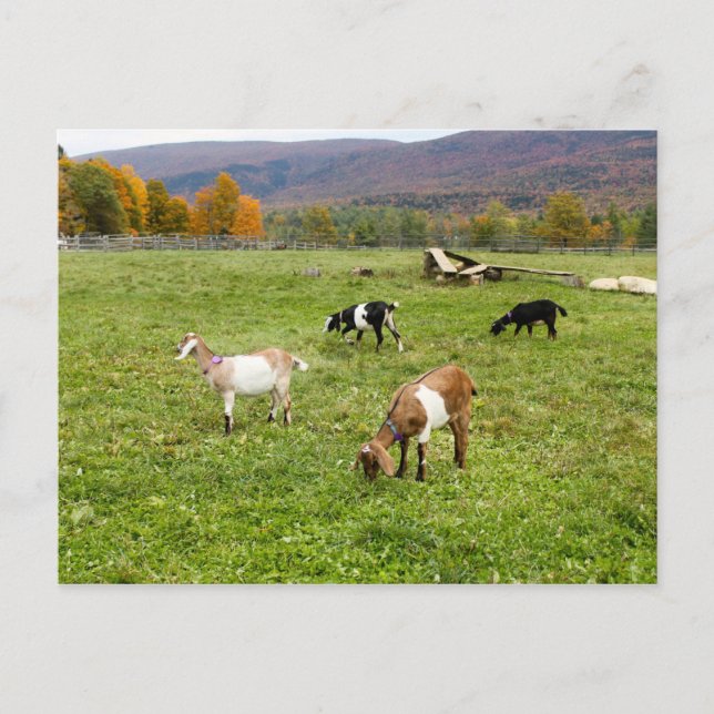 Cartão Postal Animal Goats Pasture Vermont Foto (Frente)