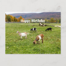 Animal Goats Pasture Vermont Foto Birthday