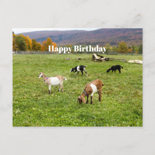 Cartão Postal Animal Goats Pasture Vermont Foto Birthday
