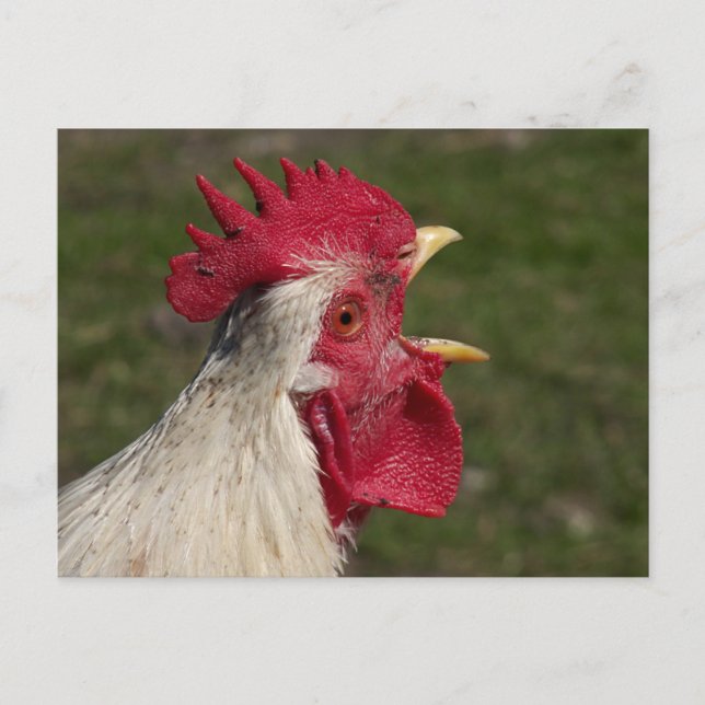 Cartão Postal animal, pintinho, frango, fazenda, fofo, pássaro,  (Frente)