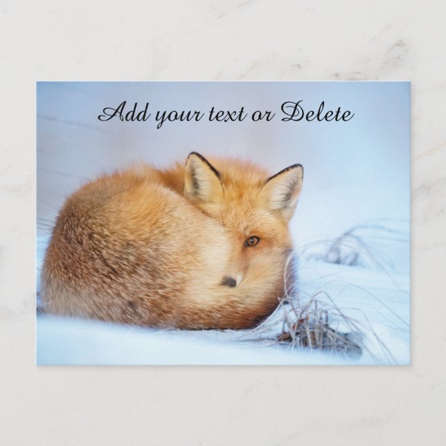 Cartão Postal *~* Animal Red Fox Ap18 Wildlife Personalize Artsy (Frente)