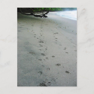 Cartão Postal Animal Tracks - Manuel Antonio Park, Costa Rica