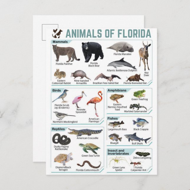 Cartão Postal Animals of florida, florida usa wild lide  (Frente/Verso)