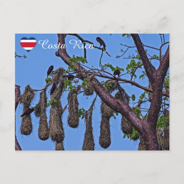 Cartão Postal Aninho Psarocolius decumanus - Costa Rica (Frente)